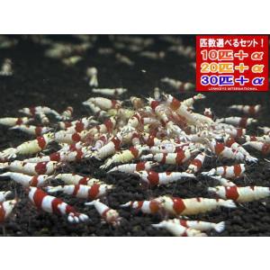 アカメ（MS）単品 数量限定 四万十川水系産 : 日本淡水魚フィールド