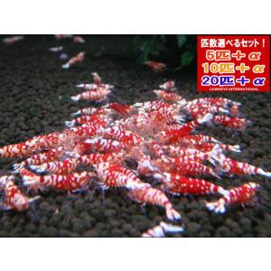 RS-42　ターコイズシュリンプ　20匹 楽天市場】ターコイズ シュリンプ（熱帯魚・アクアリウム｜ペット
