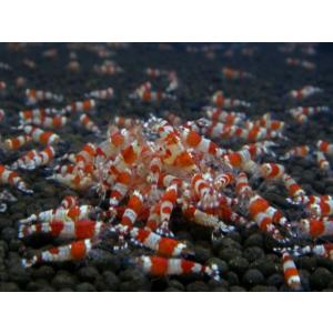 レッドビーシュリンプスターターグレード 30匹＋αセット