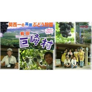 訳あり ぶどう 巨峰 種あり不揃い 巨峰村 中...の詳細画像4