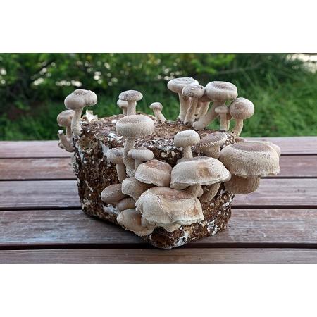 産地直送　飛騨高山きのこの里　しいたけ栽培ブロック（菌床）