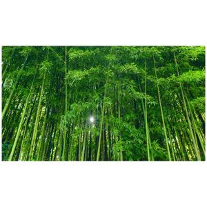 竹林写真の商品一覧 通販 Yahoo ショッピング