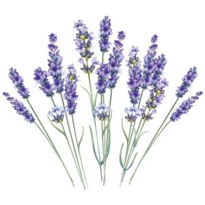 ウォールステッカー ラベンダー 花 フラワー ...の詳細画像1