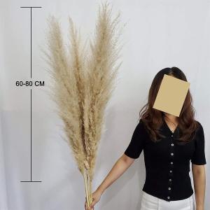 乾燥パンパスグラス観賞用高さ10本の茎27.5...の詳細画像2