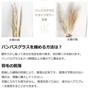 乾燥パンパスグラス観賞用高さ10本の茎27.5...の詳細画像3