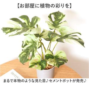 ☆ モンステラ ☆ セメントポット 観葉植物 ...の詳細画像3