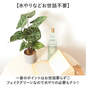 ☆ モンステラ ☆ セメントポット 観葉植物 ...の詳細画像4
