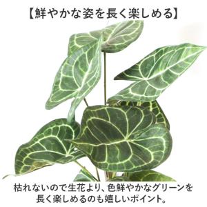 ☆ モンステラ ☆ セメントポット 観葉植物 ...の詳細画像5