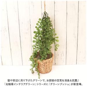 ☆ コウモリラン ☆ 光触媒 インテリアグリー...の詳細画像3