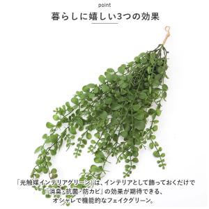 ☆ コウモリラン ☆ 光触媒 インテリアグリー...の詳細画像4