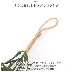 ☆ コウモリラン ☆ 光触媒 インテリアグリー...の詳細画像5