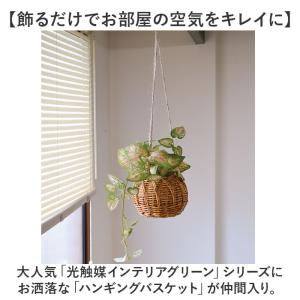 ☆ ペペロミア ☆ 光触媒 ハンギングバスケッ...の詳細画像3