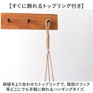 ☆ ペペロミア ☆ 光触媒 ハンギングバスケッ...の詳細画像5