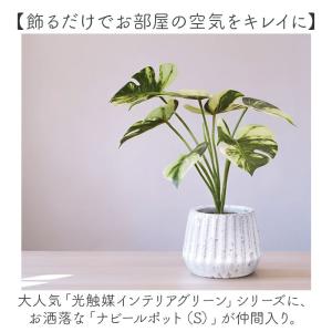 ☆ クレマチス ☆ 光触媒 ナビール ポットS...の詳細画像3