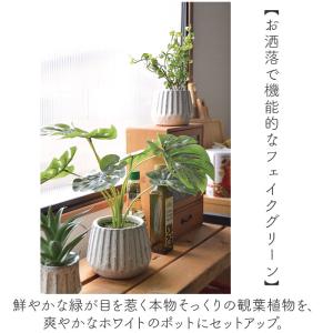 ☆ クレマチス ☆ 光触媒 ナビール ポットS...の詳細画像4