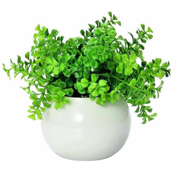 ☆ ラウンド.ファンシェイプ 光触媒観葉植物 おしゃれ 通販 観葉植物 光触媒 フェイク 小さい 枯...