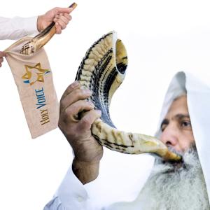 Handcrafted Kosher Ram Shofar from Israel   20" 22" Musical Horn 並行輸入品｜lucky39