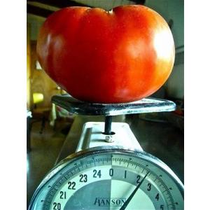 超巨大トマト 種 4粒 : Luckyseed - 通販 - Yahoo!ショッピング