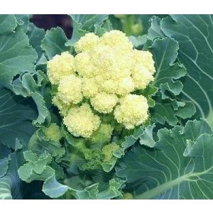 白茎ブロッコリー 種 6粒 新品種 1601 Luckyseed 通販 Yahoo ショッピング