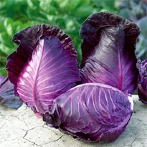 SK9-099 ブロッコリー種子 ペレット5000粒 【野菜種子】【サカタのタネ