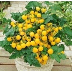 珍しい果物　ランバイ大苗　(黄色) Amazon.co.jp: 植物種子 優勝品種 黄金美人スイカ 種 6粒 F1品種