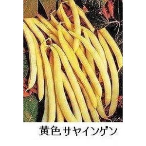 黄色サヤインゲン　種  8粒