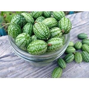スイカきゅうり　種 5粒