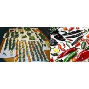 世界30種類 驚き唐辛子(ミックスの種)　種 10粒