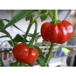 超可愛い南瓜唐辛子 種 5粒