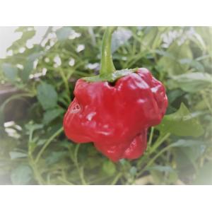 超劇辛!!  スコッチボンネット　ジャマイカン　レッド　種