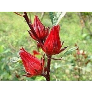 ハイビスカス Motorcycle.com