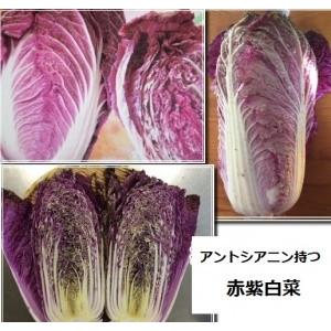アントシアニンを豊富に含む赤紫白菜　種 10粒　新品種｜luckyseed