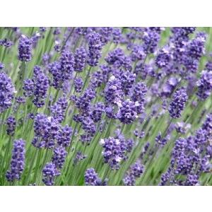 ラベンダー 種 40粒