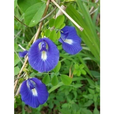 植物検疫済!! 無農薬検査済!! 八重咲きの品種より花の数が多い　台湾バタフライピー (一重咲きの花...