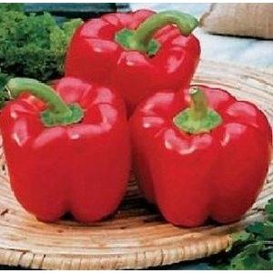 珍しい 白パプリカ 種 4粒 新品種 : Luckyseed - 通販 - Yahoo