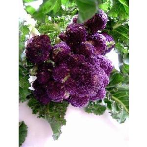 アントシアニンを豊富に含む紫茎ブロッコリー　種 90粒 新品種