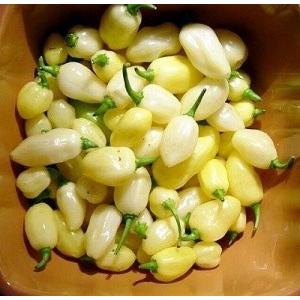 超劇辛!! 白パレット ハバネロ　種 18粒