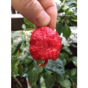 世界一位のスーパー超激辛唐辛子　キャロライナ・リーパー　種