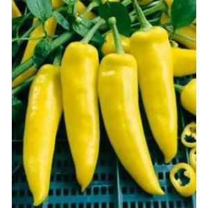 珍しい　ハンガリー黄色唐辛子　種 18粒