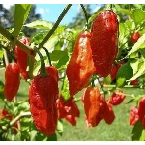 世界で一番辛いインド悪魔唐辛子 ブートジョロキア 種 30粒 5722 Luckyseed 通販 Yahoo ショッピング