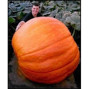 超巨大かぼちゃ　種 2粒