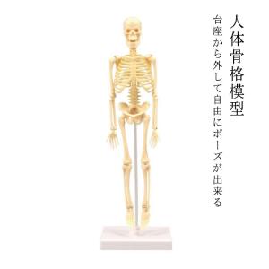 人体模型 脊椎骨盤模型 脊柱 脊髄 背骨 腰椎 股 関 節 1/2 モデル なし