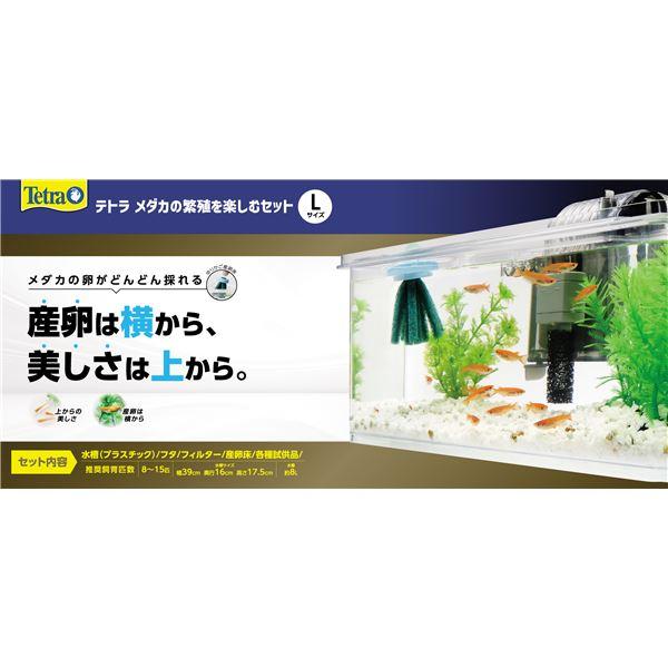 メダカの繁殖を楽しむセット L （観賞魚用品／水槽用品）(代引不可)