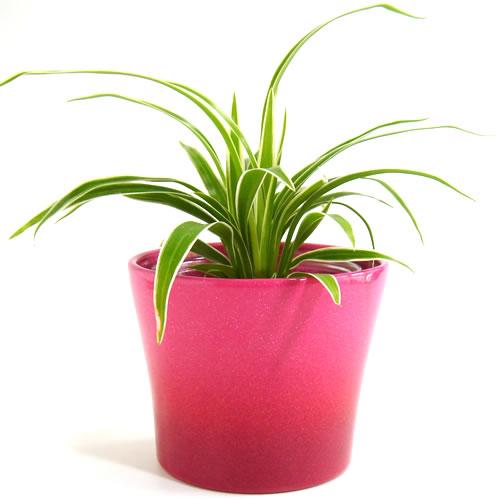 3号用　ドイツ　シューリッヒ(scheurich)社 鉢カバー(プラントカバー)　カクテル　ピンク　...