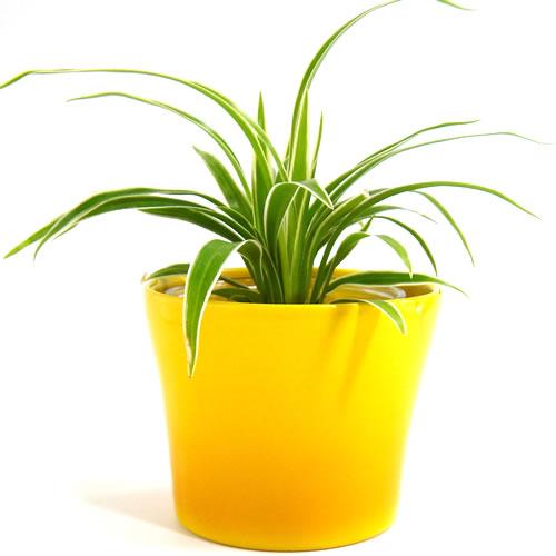 3号用　ドイツ　シューリッヒ(scheurich)社 鉢カバー(プラントカバー)　カクテル　イエロー...