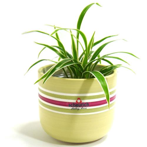 3.5号用　ドイツ　シューリッヒ(scheurich)社 鉢カバー(プラントカバー)　シナイ　（観葉...