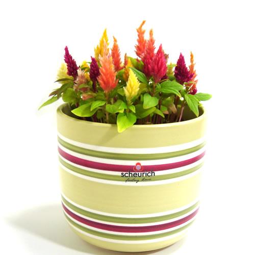 5号用　ドイツ　シューリッヒ(scheurich)社 鉢カバー(プラントカバー)　シナイ　（観葉植物...