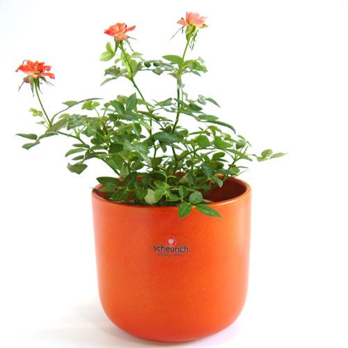 5号用　ドイツ　シューリッヒ(scheurich)社 鉢カバー(プラントカバー)　ピーチ　（観葉植物...