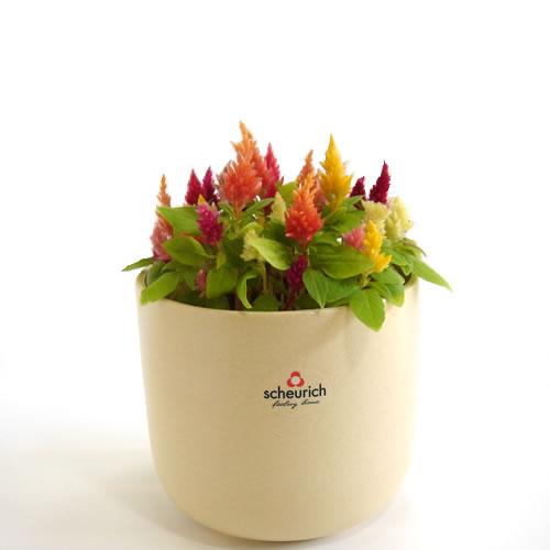 5号用　ドイツ　シューリッヒ(scheurich)社 鉢カバー(プラントカバー)　ザバイオーネ　（観...