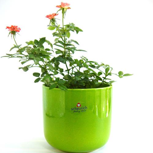 4号用　ドイツ　シューリッヒ(scheurich)社 鉢カバー(プラントカバー)　キウィ　（観葉植物...